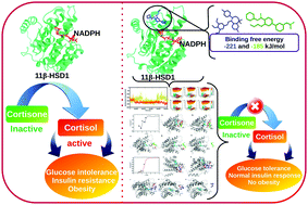 Graphical abstract: Identification of 11β-HSD1 inhibitors through enhanced sampling methods
