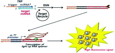 Graphical abstract: A novel method for miRNA detection based on target-triggered transcription of a light-up RNA aptamer