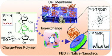 Graphical abstract: Detergent-free isolation of CYP450-reductase's FMN-binding domain in E. coli lipid-nanodiscs using a charge-free polymer