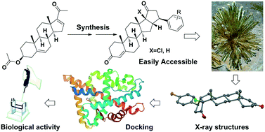 Graphical abstract: Synthesis and crystal structures of D-annulated pentacyclic steroids: looking within and beyond AR signalling in prostate cancer
