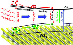 Graphical abstract: Ultrafast nonequilibrium dynamic process of separate electrons and holes during exciton formation in few-layer tungsten disulfide