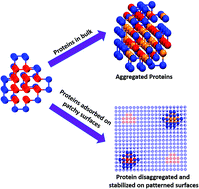 Graphical abstract: Understanding the role of hydrophobic patches in protein disaggregation