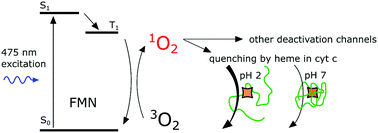 Graphical abstract: Heme is responsible for enhanced singlet oxygen deactivation in cytochrome c