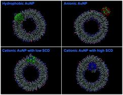 Graphical abstract: The interplay between surface-functionalized gold nanoparticles and negatively charged lipid vesicles