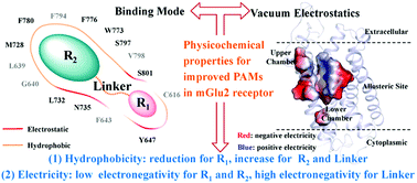 Graphical abstract: Exploring the binding mechanism of positive allosteric modulators in human metabotropic glutamate receptor 2 using molecular dynamics simulations