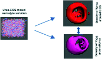 Graphical abstract: Molecular insights into the urea–choline-O-sulfate interactions in aqueous solution