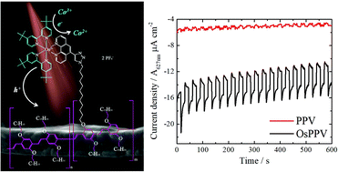 Graphical abstract: Red-light sensitized hole-conducting polymer for energy conversion