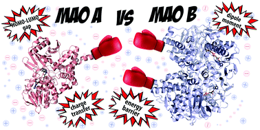 Graphical abstract: An electrostatic duel: subtle differences in the catalytic performance of monoamine oxidase A and B isoenzymes elucidated at the residue level using quantum computations