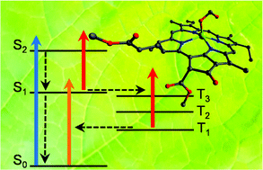 Graphical abstract: Tuning fast excited-state decay by ligand attachment in isolated chlorophyll a