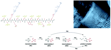 Graphical abstract: Elucidating the role of catalytic amino acid residues in the peptide-mediated silica oligomerization reaction mechanism