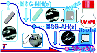 Graphical abstract: Thermally induced dehydration reactions of monosodium l-glutamate monohydrate: dehydration of solids accompanied by liquefaction