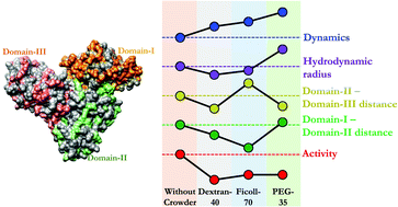 Graphical abstract: Macromolecular crowding: how shape and interaction affect the structure, function, conformational dynamics and relative domain movement of a multi-domain protein