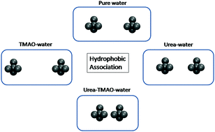 Graphical abstract: Hydrophobic association and solvation of neopentane in urea, TMAO and urea–TMAO solutions