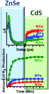 Graphical abstract: Insight into morphology dependent charge carrier dynamics in ZnSe–CdS nanoheterostructures