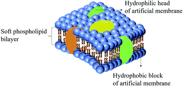 Graphical abstract: Soft materials as biological and artificial membranes