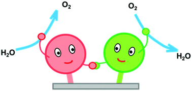Graphical abstract: Recent advances of noble-metal-free bifunctional oxygen reduction and evolution electrocatalysts