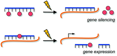 Graphical abstract: Translational control of gene function through optically regulated nucleic acids