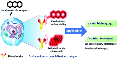 Graphical abstract: Molecular engineering of organic-based agents for in situ bioimaging and phototherapeutics