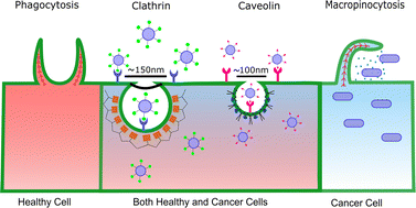 Graphical abstract: How can we use the endocytosis pathways to design nanoparticle drug-delivery vehicles to target cancer cells over healthy cells?