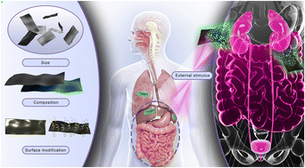 Graphical abstract: Biodistribution, degradability and clearance of 2D materials for their biomedical applications