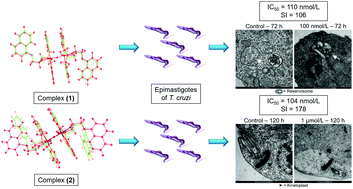 Graphical abstract: Development of new dinuclear Fe(iii) coordination compounds with in vitro nanomolar antitrypanosomal activity