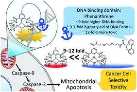 Graphical abstract: Enhancement of cancer-cell-selective cytotoxicity by a dicopper complex with a phenanthrene amide-tether ligand conjugate via mitochondrial apoptosis