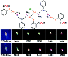 Graphical abstract: A photoluminescent thermometer made from a thermoresponsive tetranuclear gold complex and phosphor N630