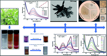 Graphical abstract: Surface plasmon resonance allied applications of silver nanoflowers synthesized from Breynia vitis-idaea leaf extract