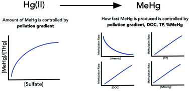 Graphical abstract: The effect of legacy gold mining on methylmercury cycling and microbial community structure in northern freshwater lakes
