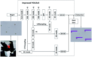 Graphical abstract: Detection of microalgae objects based on the Improved YOLOv3 model