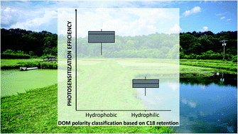 Graphical abstract: Effects of dissolved organic matter characteristics on the photosensitized degradation of pharmaceuticals in wastewater treatment wetlands