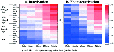 Graphical abstract: Heterogeneous UV disinfection aided by ZnO/Al2O3 composites for inhibiting antibiotic resistant bacteria photoreactivation and gene recovery