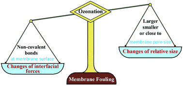Graphical abstract: Unravelling the critical mechanism by which pre-ozonation affects ultrafiltration membrane fouling via investigation of the relative size and interfacial forces