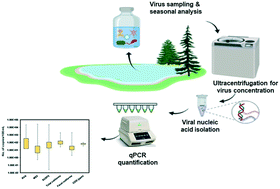 Graphical abstract: Surveillance and seasonal correlation of rotavirus A with coliphages and coliforms in two sewage impacted lakes in highly urbanized regions of western India