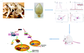 Graphical abstract: A polysaccharide of PFP-1 from Pleurotus geesteranus attenuates alcoholic liver diseases via Nrf2 and NF-κB signaling pathways
