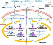 Graphical abstract: Glucocorticoid receptor-mediated alleviation of inflammation by berberine: in vitro, in silico and in vivo investigations