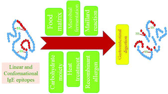 Graphical abstract: Epitope mapping and the effects of various factors on the immunoreactivity of main allergens in egg white