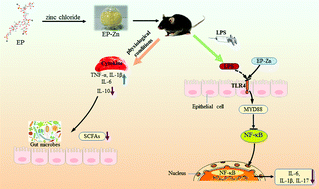 Graphical abstract: Enteromorpha prolifera polysaccharide–zinc complex modulates the immune response and alleviates LPS-induced intestinal inflammation via inhibiting the TLR4/NF-κB signaling pathway