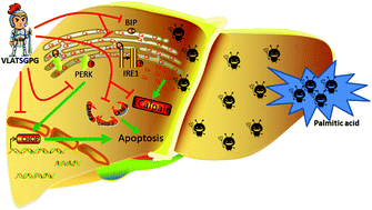 Graphical abstract: A dipeptidyl peptidase IV inhibitory peptide relieves palmitic acid-induced endoplasmic reticulum stress in HepG2 cells independent of inhibiting dipeptidyl peptidase IV activity