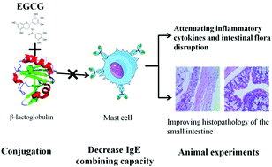 Graphical abstract: Probing the conjugation of epigallocatechin gallate with β-lactoglobulin and its in vivo desensitization efficiency