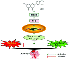 Graphical abstract: Diosmetin alleviated cerebral ischemia/reperfusion injury in vivo and in vitro by inhibiting oxidative stress via the SIRT1/Nrf2 signaling pathway