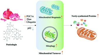Graphical abstract: A nascent protein labeling strategy disclosed mitochondrial proteomic responses in punicalagin intervened insulin resistance of HepG2 cells