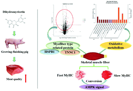 Graphical abstract: Dihydromyricetin improves meat quality and promotes skeletal muscle fiber type transformations via AMPK signaling in growing–finishing pigs