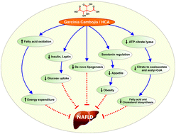 Graphical abstract: The effect of hydroxy citric acid supplementation with calorie-restricted diet on metabolic, atherogenic and inflammatory biomarkers in women with non-alcoholic fatty liver disease: a randomized controlled clinical trial