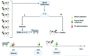Graphical abstract: Changes in the rumen microbiota community in ketosis cows during propylene glycol treatment