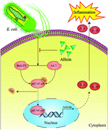 Graphical abstract: Allicin suppressed Escherichia coli-induced urinary tract infections by a novel MALT1/NF-κB pathway