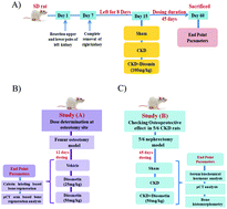 Graphical abstract: Diosmin, a citrus fruit-derived phlebotonic bioflavonoid protects rats from chronic kidney disease-induced loss of bone mass and strength without deteriorating the renal function
