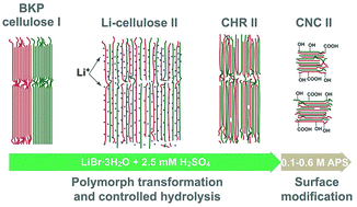 Graphical abstract: Tailorable cellulose II nanocrystals (CNC II) prepared in mildly acidic lithium bromide trihydrate (MALBTH)