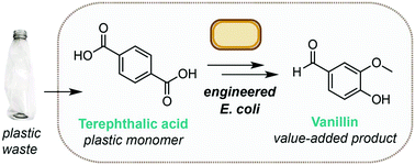 Graphical abstract: Microbial synthesis of vanillin from waste poly(ethylene terephthalate)