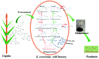 Graphical abstract: Lignin valorization for protocatechuic acid production in engineered Saccharomyces cerevisiae